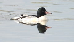 DSCN3078：カワアイサ（オス）