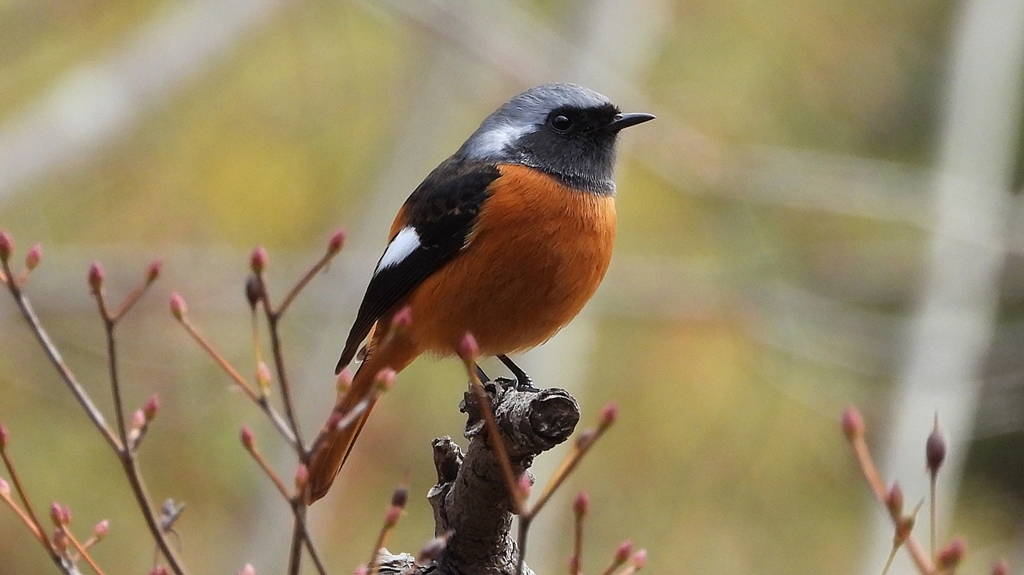 DSCN6179：ジョウビタキ（オス）