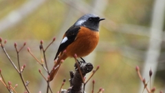 DSCN6179：ジョウビタキ（オス）