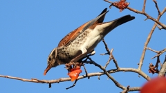 DSCN4691：ツグミ