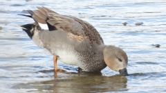 DSCN1783：オカヨシガモ（オス）