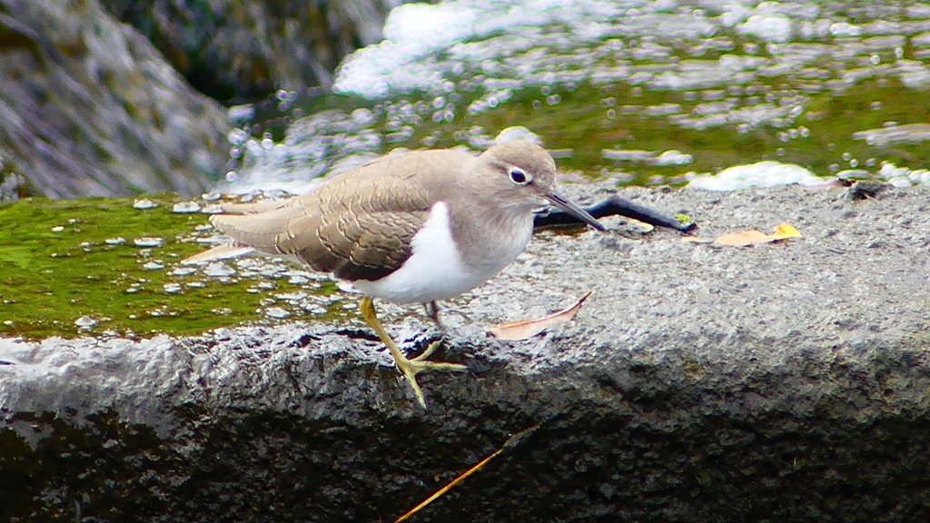 P2290049：イソシギ