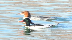 DSCN0808：カワアイサ、コウライアイサ