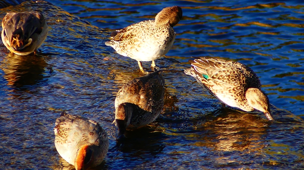 P2400238：コガモ