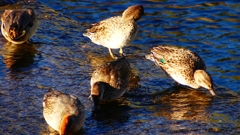 P2400238：コガモ