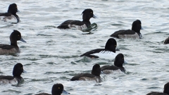 DSCN2069：ホオジロガモ（オス）他