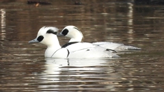 DSCN3204：ミコアイサ（オス）