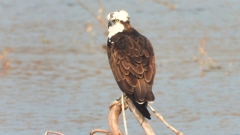 DSCN7349：ミサゴ