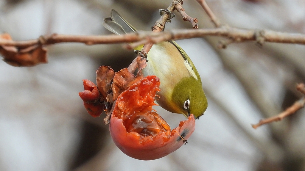 DSCN8513：メジロ