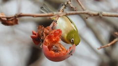 DSCN8513：メジロ