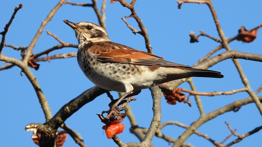 DSCN4694：ツグミ