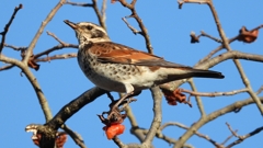 DSCN4694：ツグミ