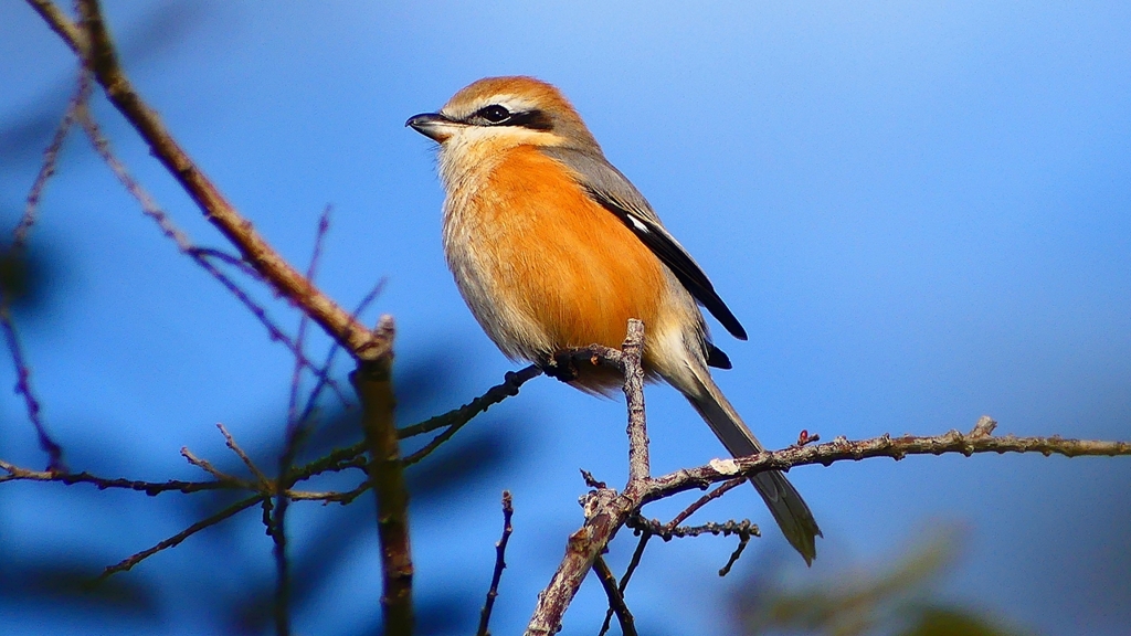 P2360624：モズ（オス）