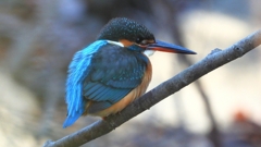 DSCN7978：カワセミ（メス）