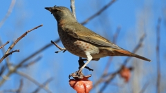 DSCN8854：ハチジョウツグミ