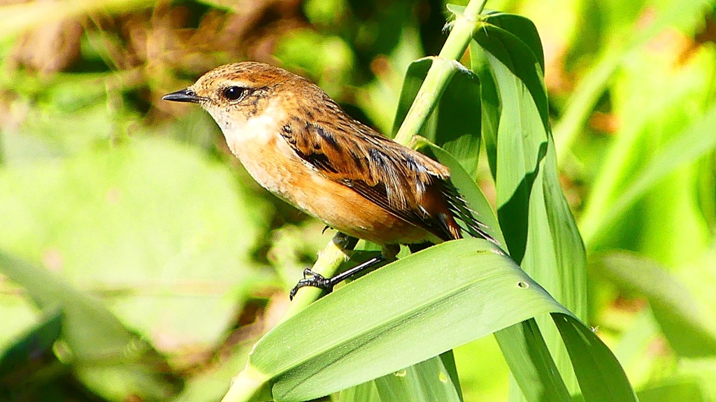 P2300314：ノビタキ