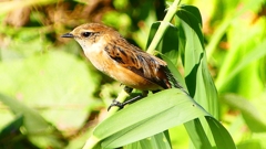 P2300314：ノビタキ