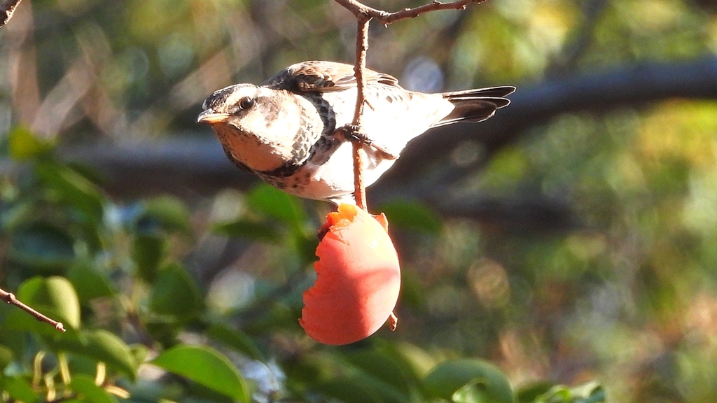 DSCN6017：ツグミ