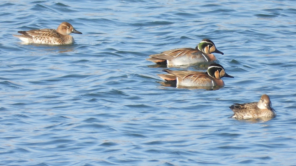 DSCN1109：トモエガモ