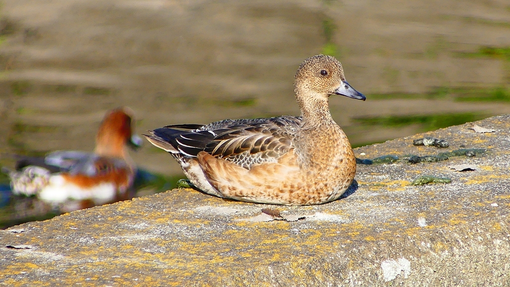 P2390466：ヒドリガモ（メス）