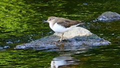 P2350876：イソシギ