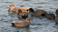 DSCN3869：オカヨシガモ、オオバン