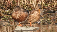 DSCN7418：ハシビロガモ（メス）