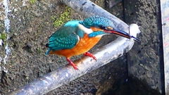 P2410416：カワセミ（オス）