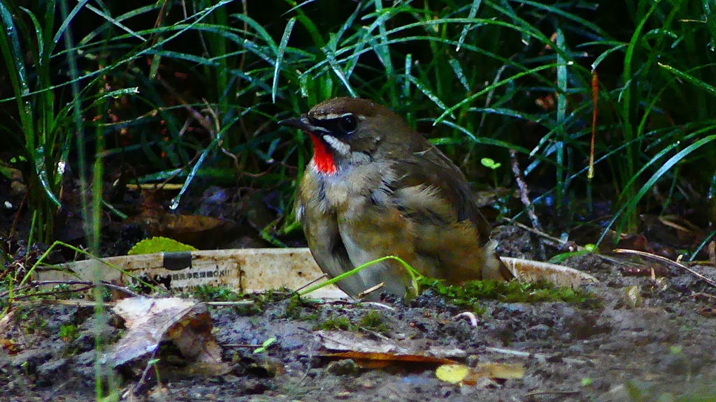 P2310662：ノゴマ（オス