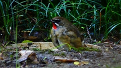 P2310662：ノゴマ（オス