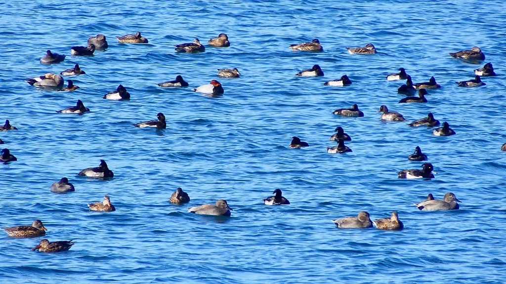 P2320597：カモ類