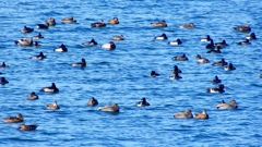 P2320597：カモ類