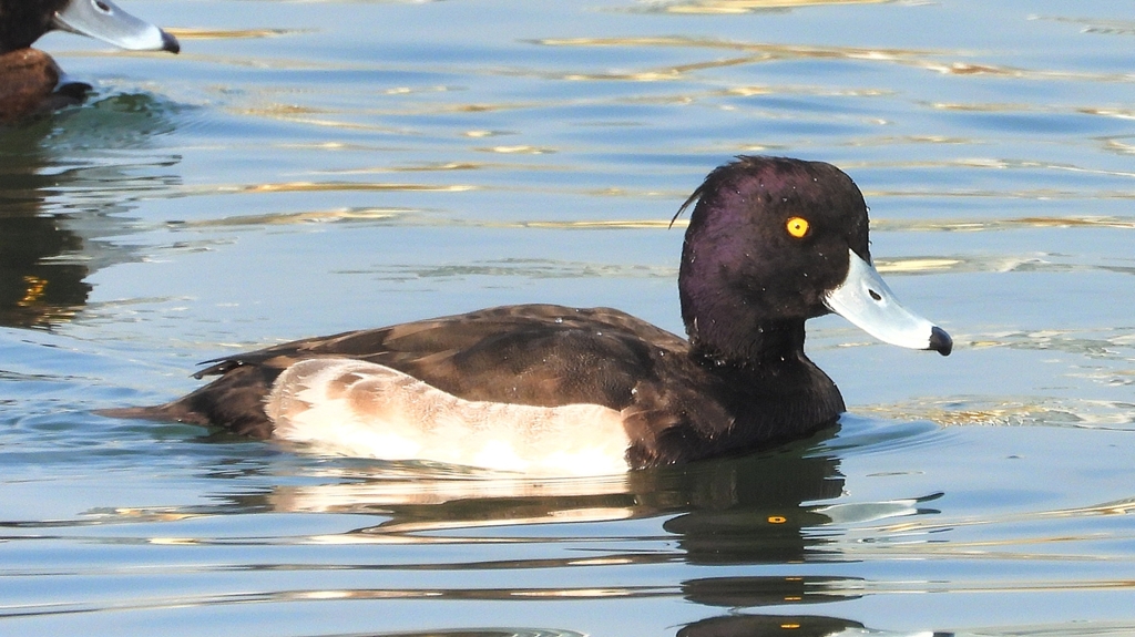 DSCN4169：キンクロハジロ（オス）