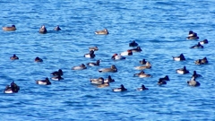 P2320618：カモ類