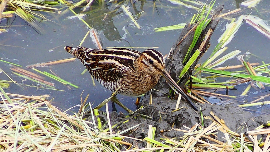 P2280763：タシギ