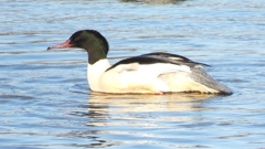 DSCN5237：カワアイサ（オス）