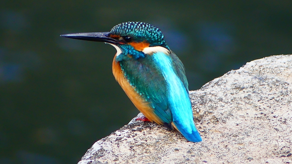 P2410086：カワセミ（オス）