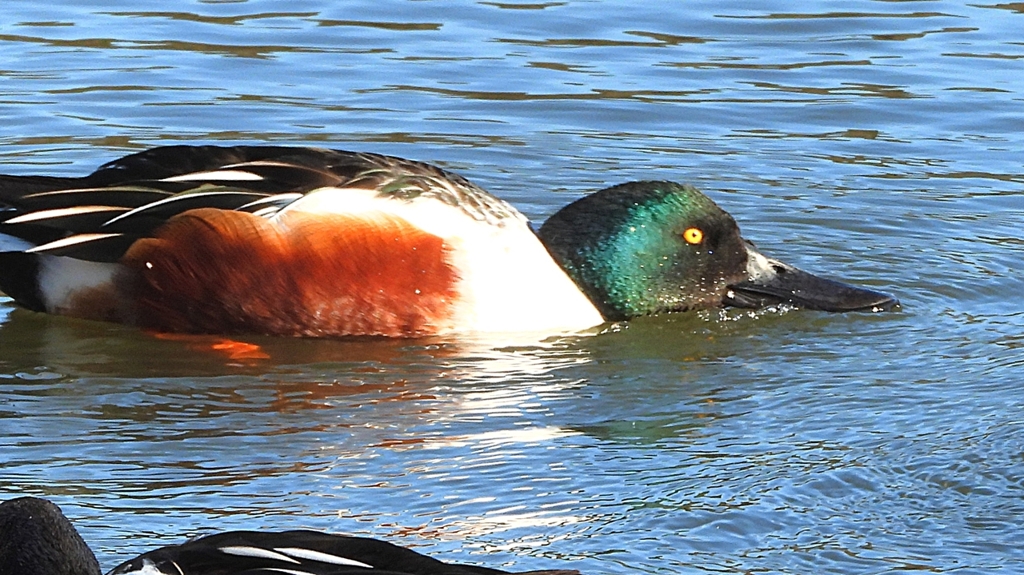 DSCN7022：ハシビロガモ