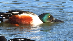 DSCN7022：ハシビロガモ