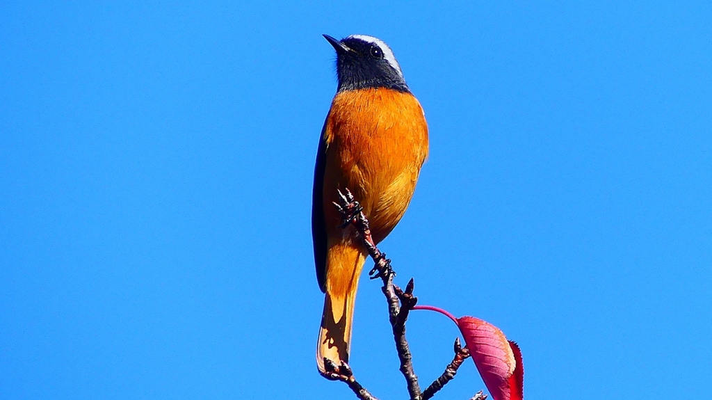 P2360194：ジョウビタキ（オス）