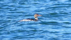 P2410665：ウミアイサ