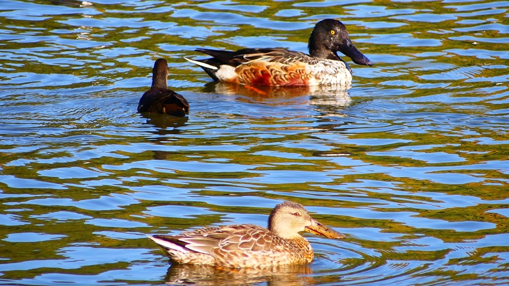 P2370483：ハシビロガモ