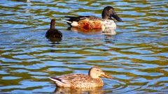 P2370483：ハシビロガモ