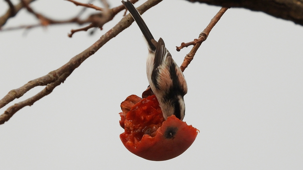 DSCN8563：エナガ