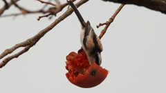 DSCN8563：エナガ