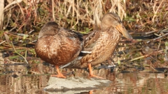 DSCN7405：ハシビロガモ（メス）