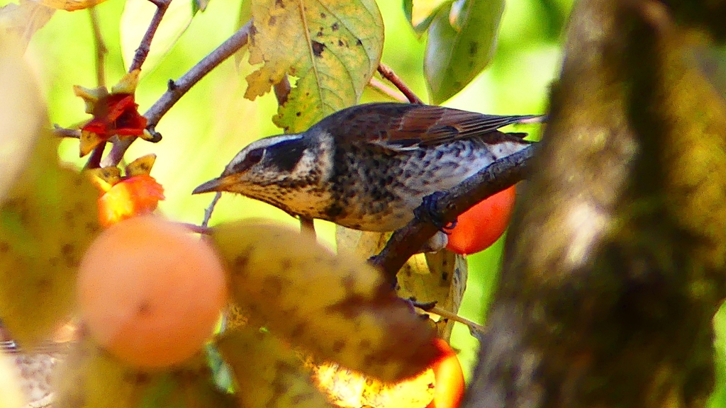 P2350903：ツグミ