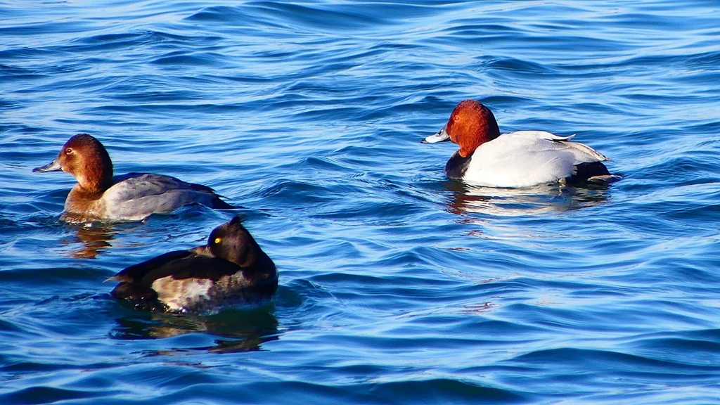 P2380593：ホシハジロ、キンクロハジロ