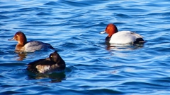 P2380593：ホシハジロ、キンクロハジロ