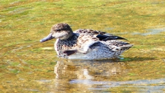 P2330661：コガモ